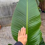 Strelícia Nikolaj (Strelitzia Nicolai) - výška 140-160 cm, kont. C25L